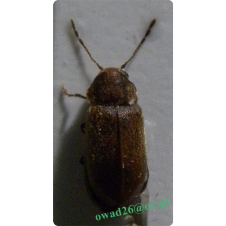 Ernobius abietis (Fabricius, 1792) Stukacz szyszkowiec